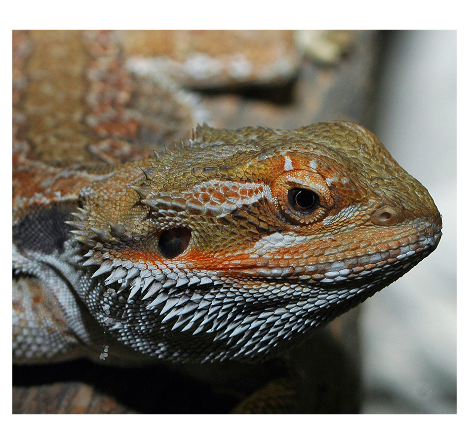 Bartagame - Pogona vitticeps - "Redsandfire"