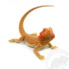 Bartagame Pogona vitticeps Translucent Cawley Super Red