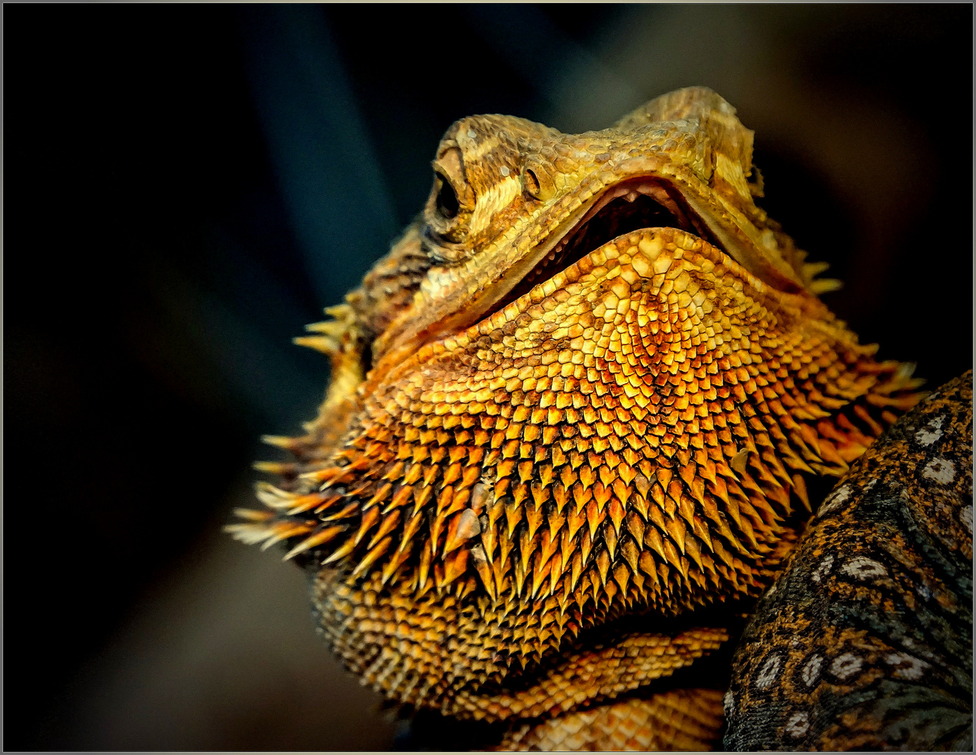 Bartagame - Portrait -