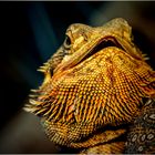 Bartagame - Portrait -