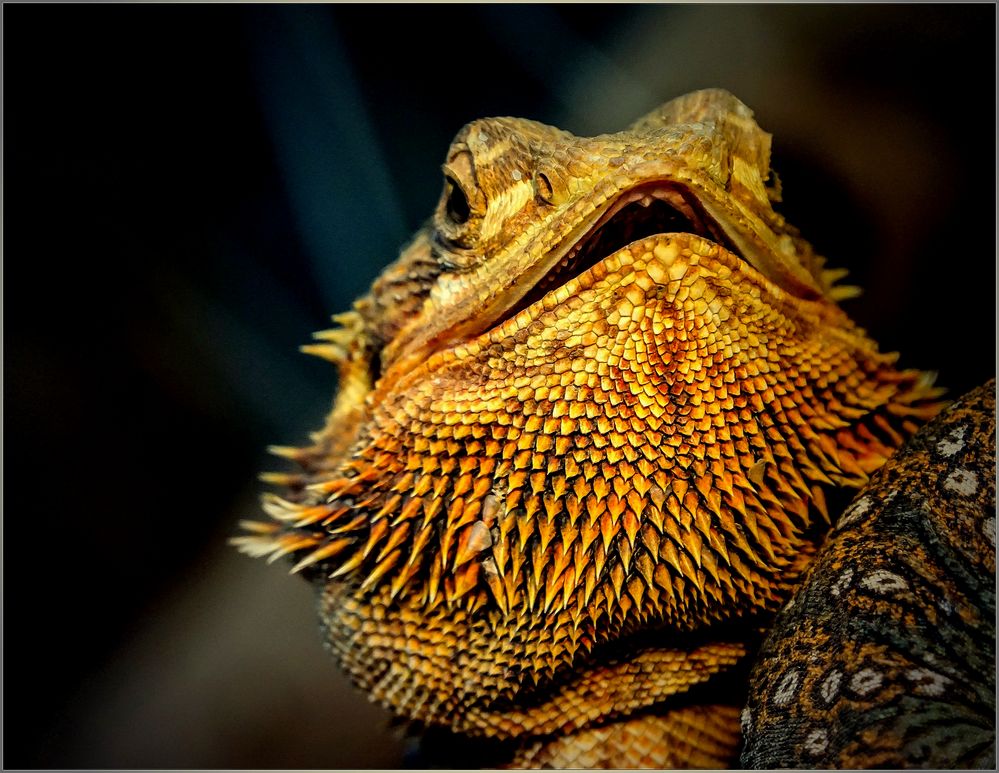 Bartagame - Bartagame Portrait AD0b78f0 6979 4b7a 91a3 010f078cb704