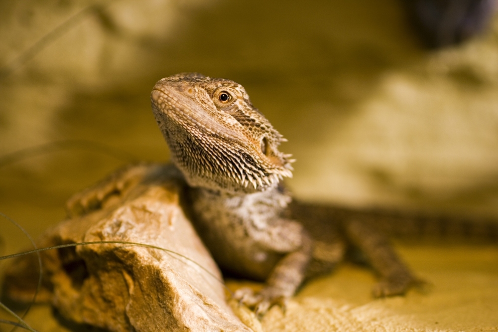Bartagame Spiky Foto & Bild - Bartagame Spiky 8b434b6e 493e 49c5 8c28 829e4cb1c8D3