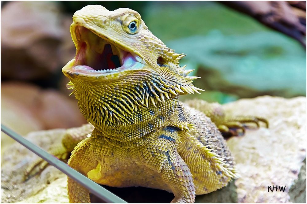 Feinde der Bartagame - Bartagame Terra Zoo Rheinberg F92f5DeD Fc6e 4652 8b55 1f1035757f90