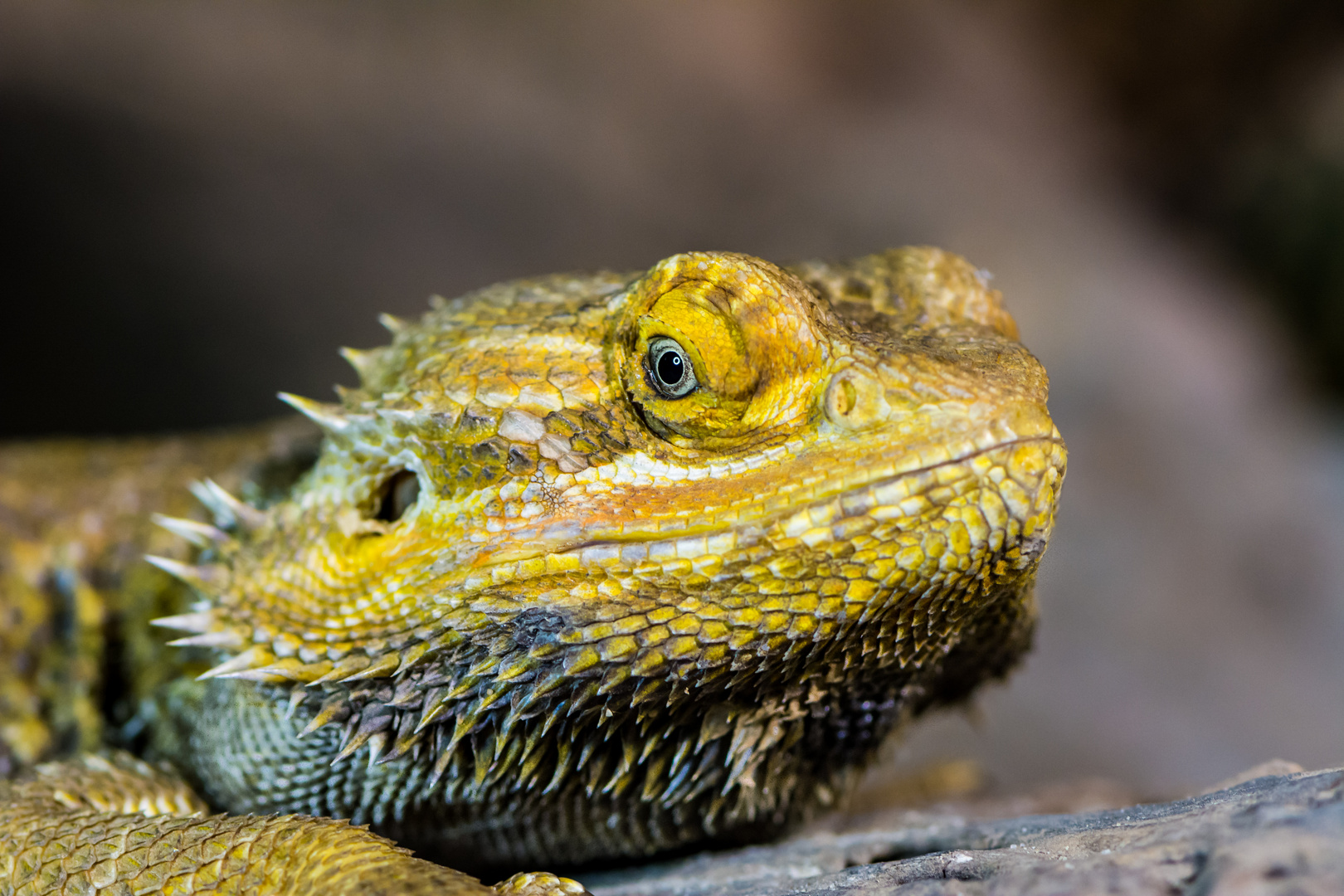 Bartagame TerraZoo Rheinberg Foto & Bild - Bartagame Terrazoo Rheinberg 7DaD9f99 Ea6c 4207 8733 22195e440e5e
