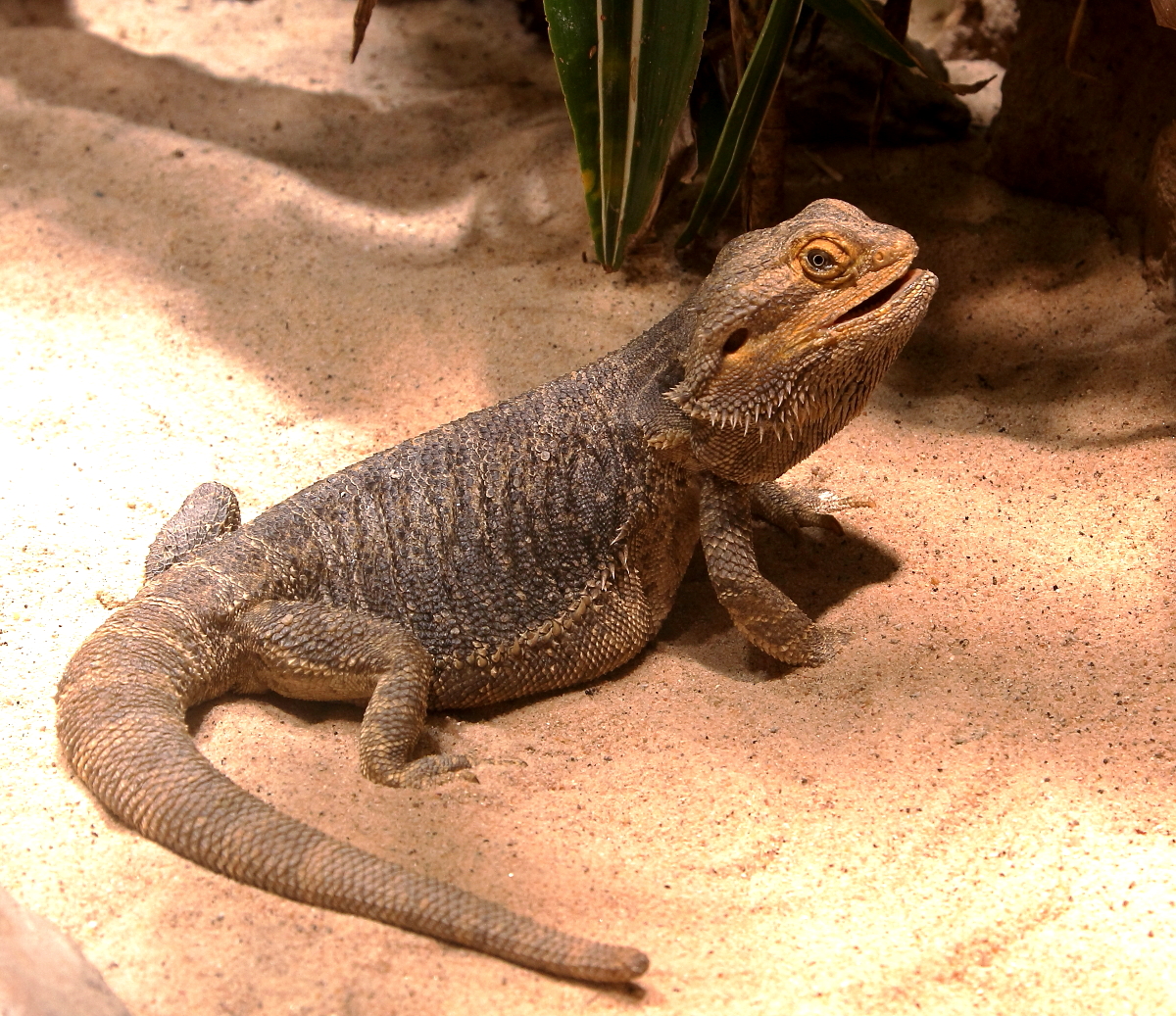 Bartagamen (Pogona)