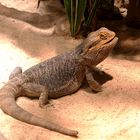 Bartagamen (Pogona)