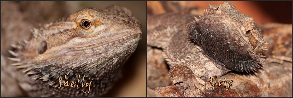 Bartagamen (Pogona vitticeps)