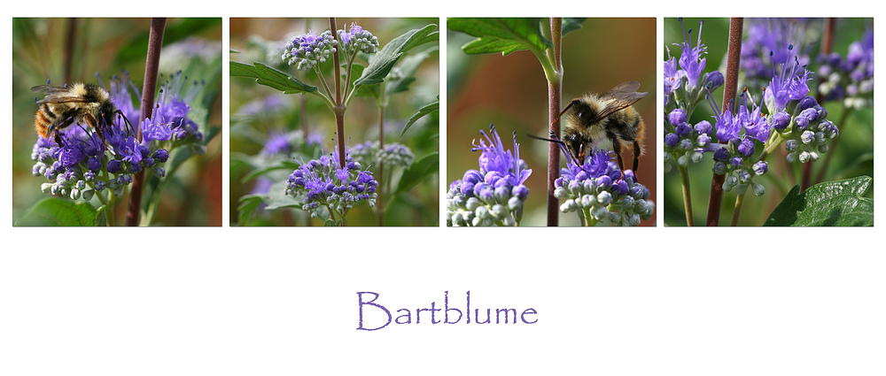 Bartblume