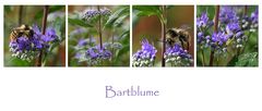 Bartblume