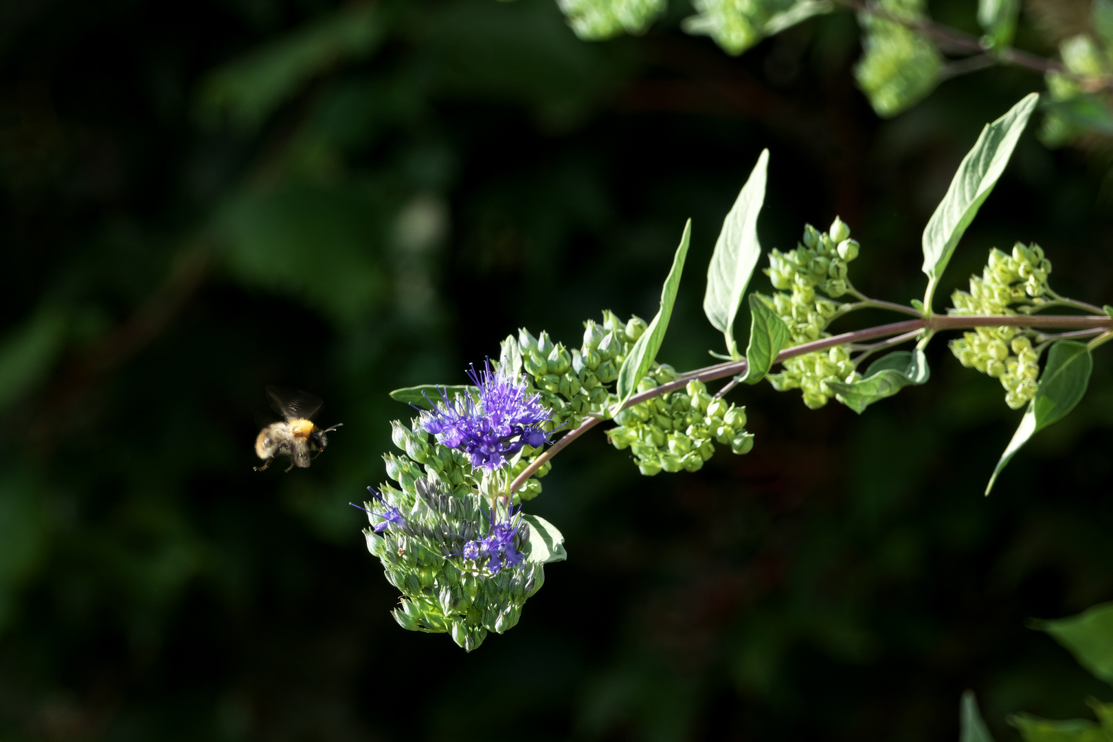 Bartblume bekommt bestäubenden Besuch