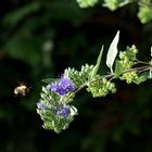 Bartblume bekommt bestäubenden Besuch