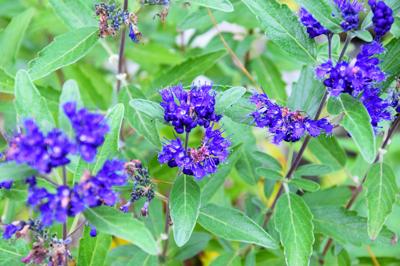 Bartblume / Caryopteris x clandonensis