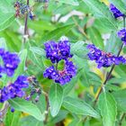 Bartblume / Caryopteris x clandonensis