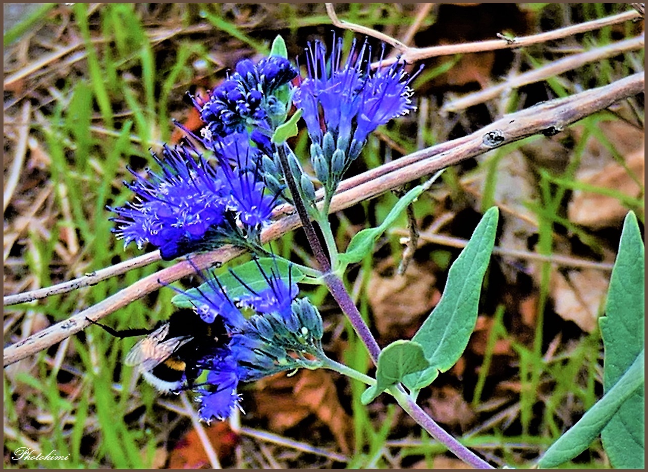 Bartblume hat noch Besuch