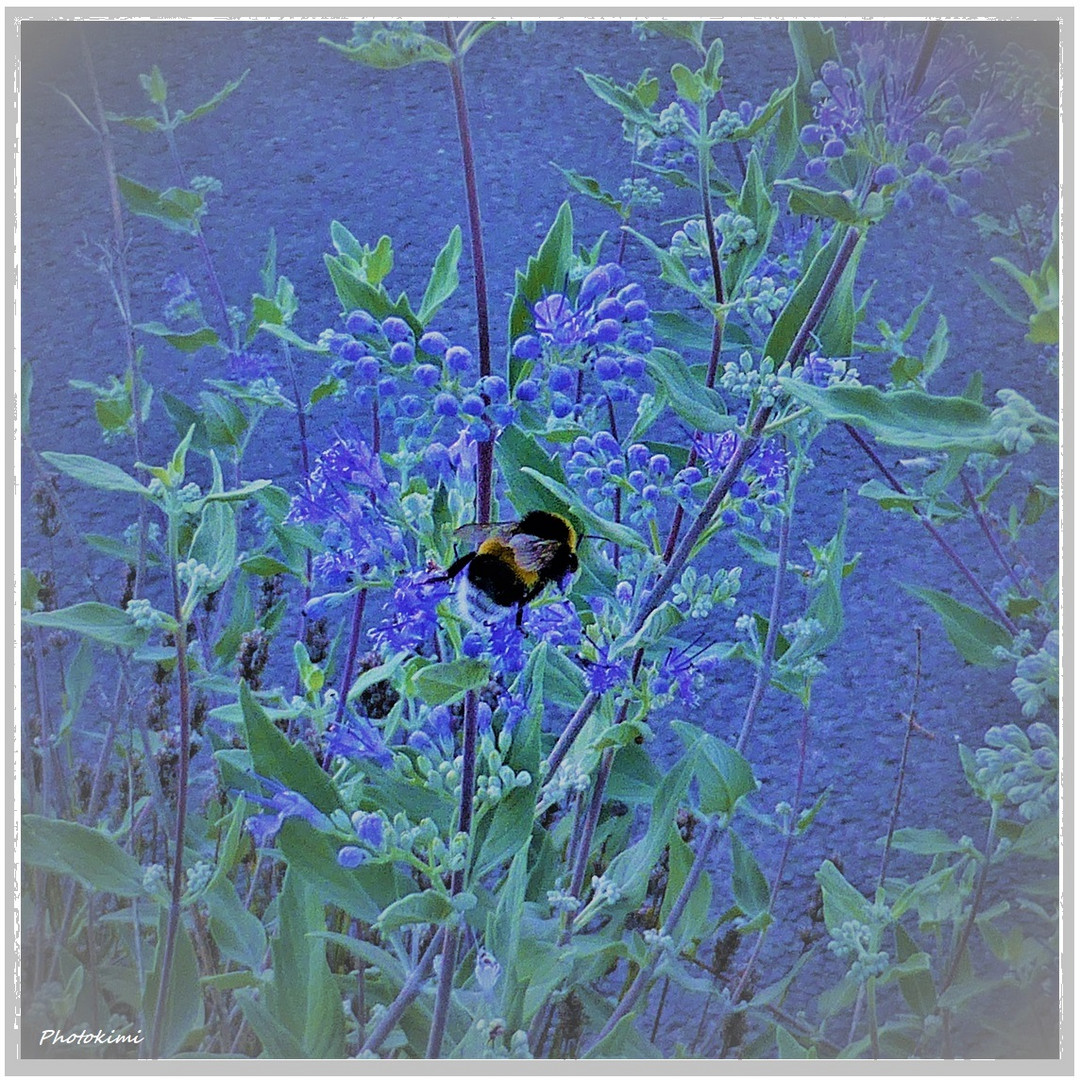 Bartblume im letzten Tageslicht