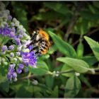 Bartblume mit Besuch