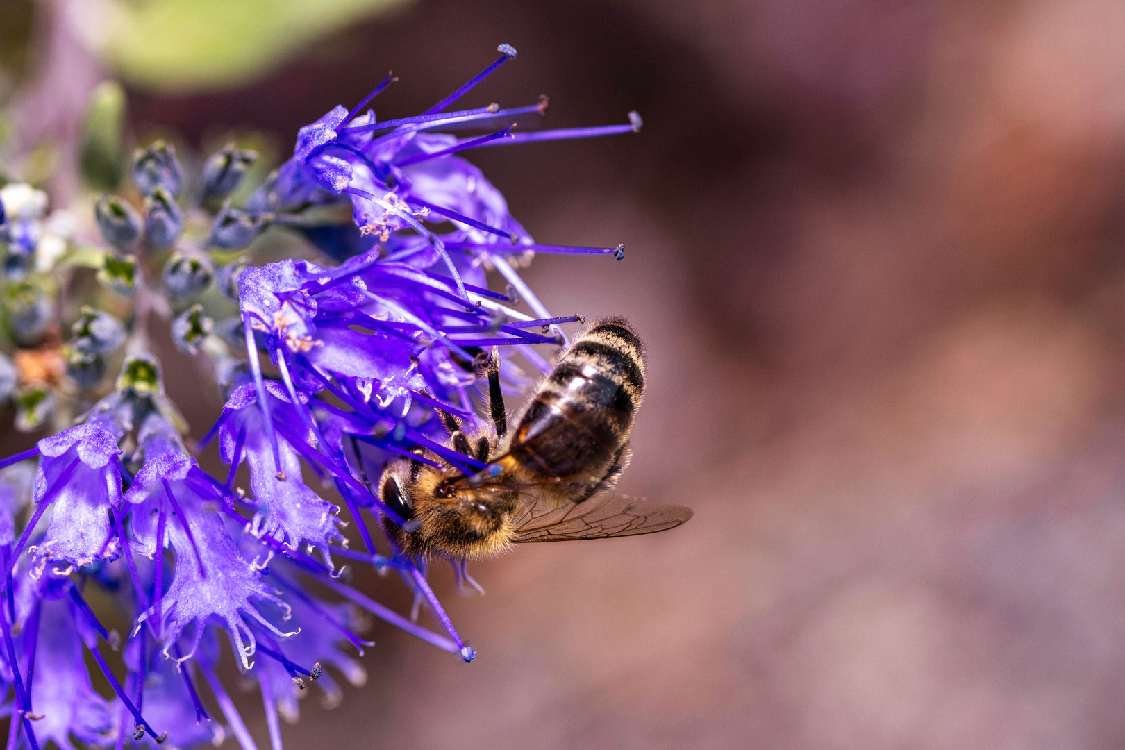 Bartblume mit Besucher_02