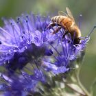 Bartblumen- Caryopseris