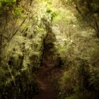 Bartflechte, Nebelwald, La Gomera