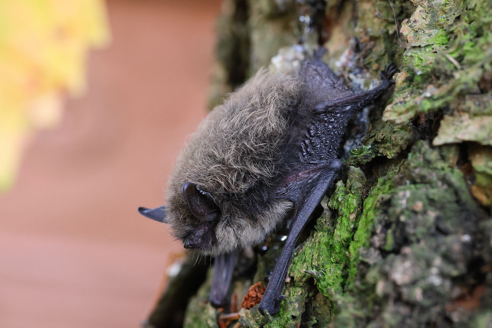 Bartfledermaus