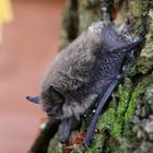 Bartfledermaus