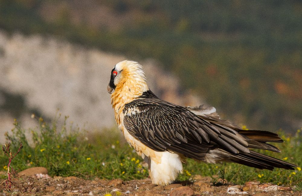 Bartgeier Foto & Bild fotos, natur, spanien Bilder auf