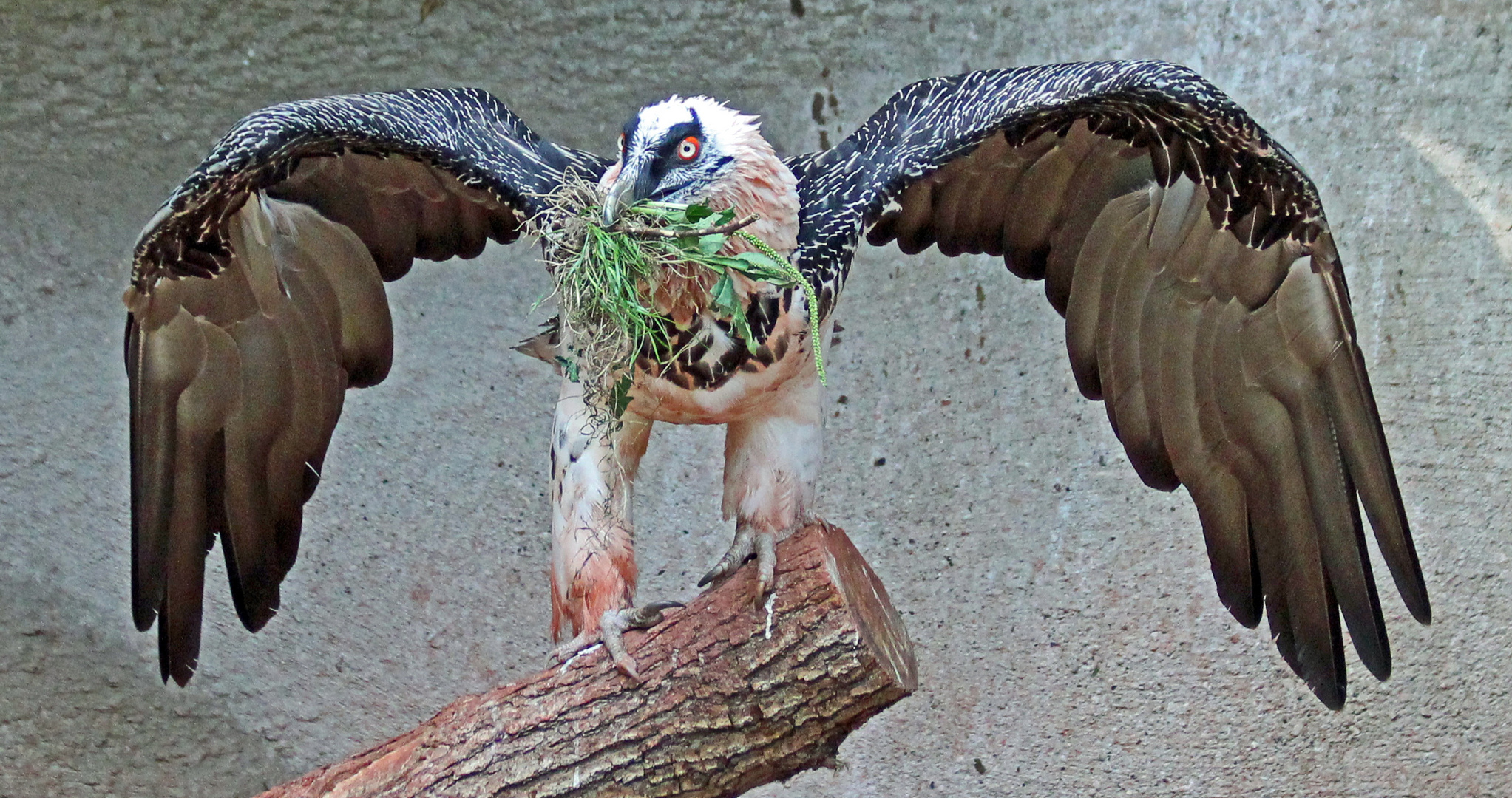 Bartgeier Foto & Bild tiere, zoo, wildpark & falknerei, vögel Bilder