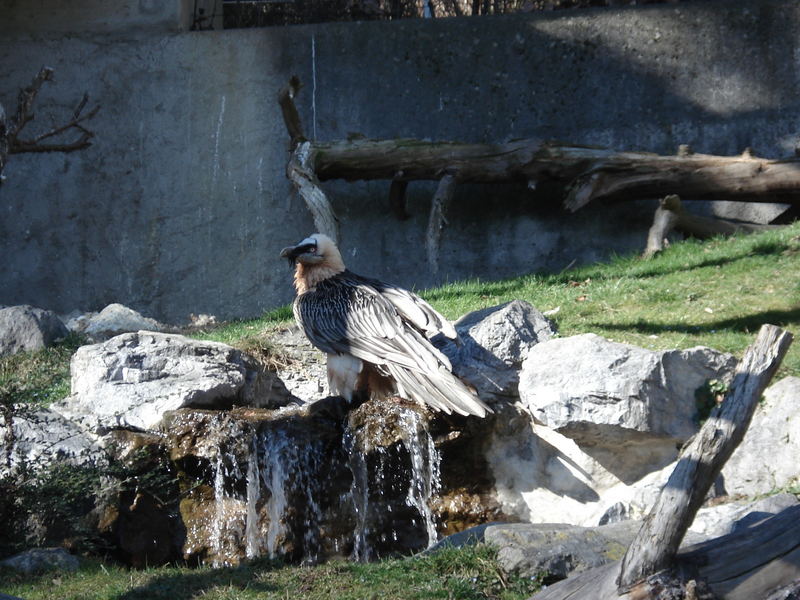 Bartgeier Alpenzoo Innsbruck