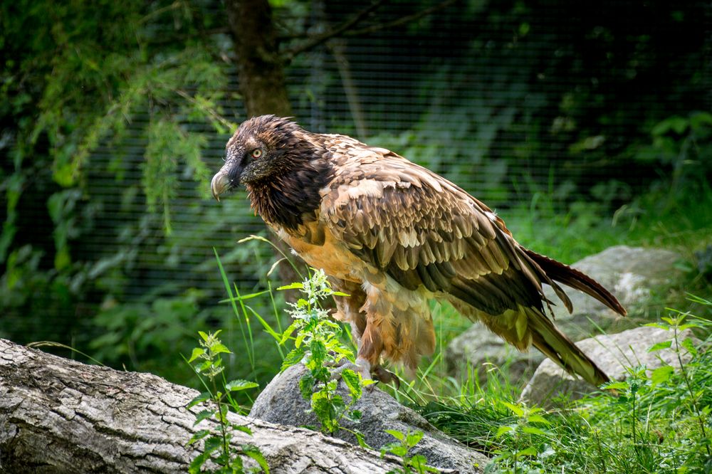 Bartgeier / Alpenzoo Innsbruck