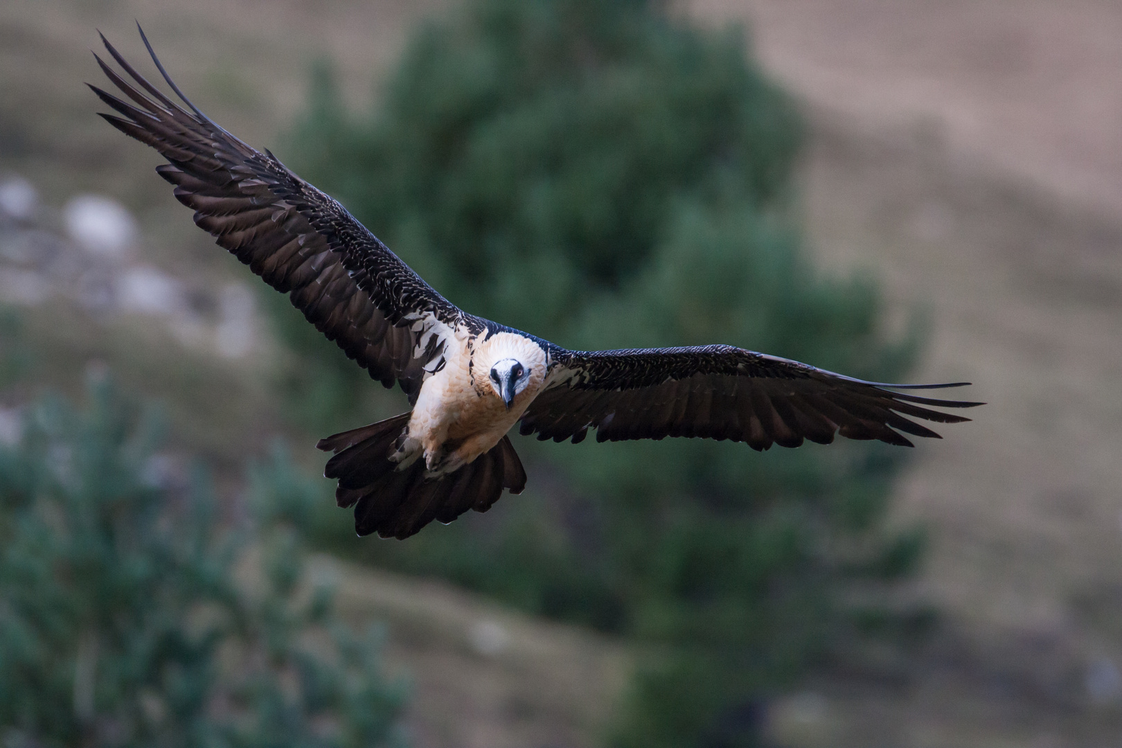 Bartgeier: Anflug