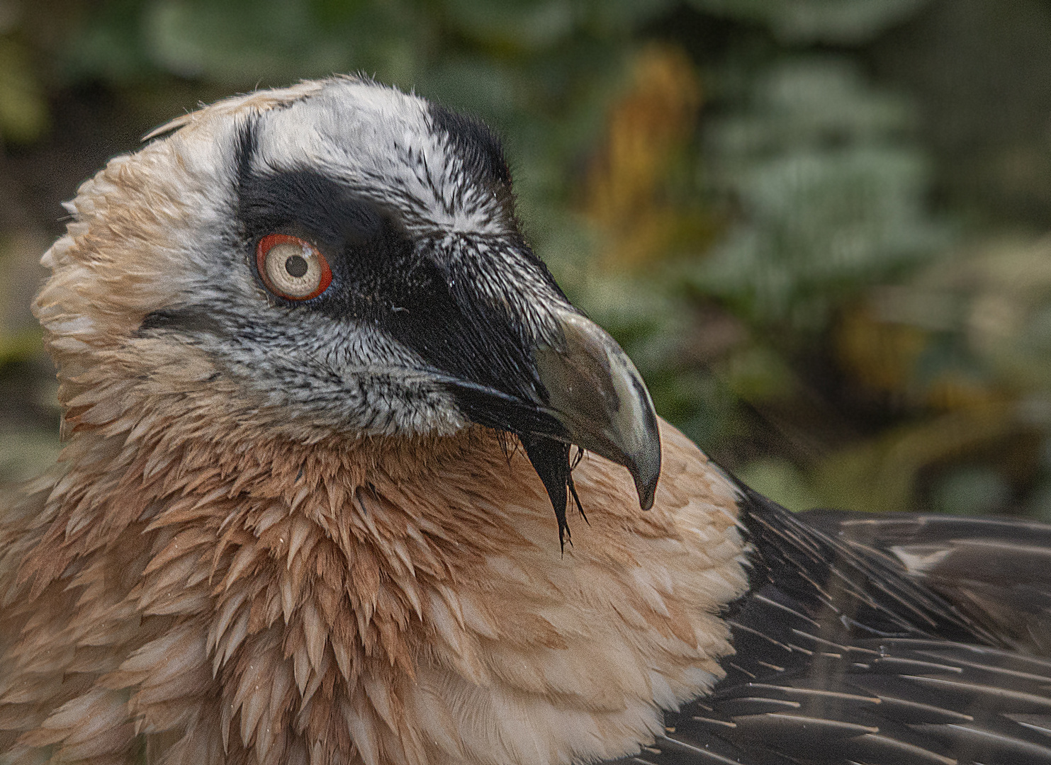 Bartgeier Foto & Bild natur, zoo, tiere Bilder auf