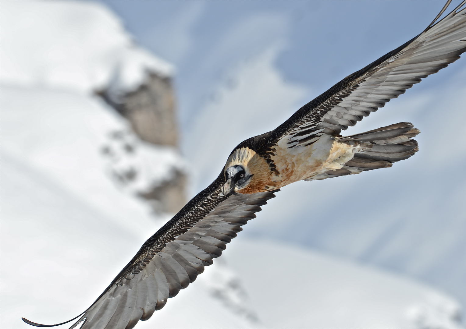 Bartgeier der König der Alpen