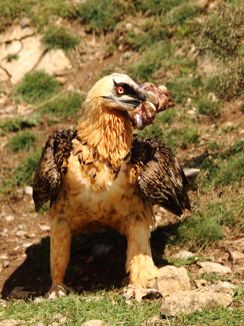 Bartgeier Foto & Bild | Natur, Tiere, Vgel Bilder Auf Fotocommunity