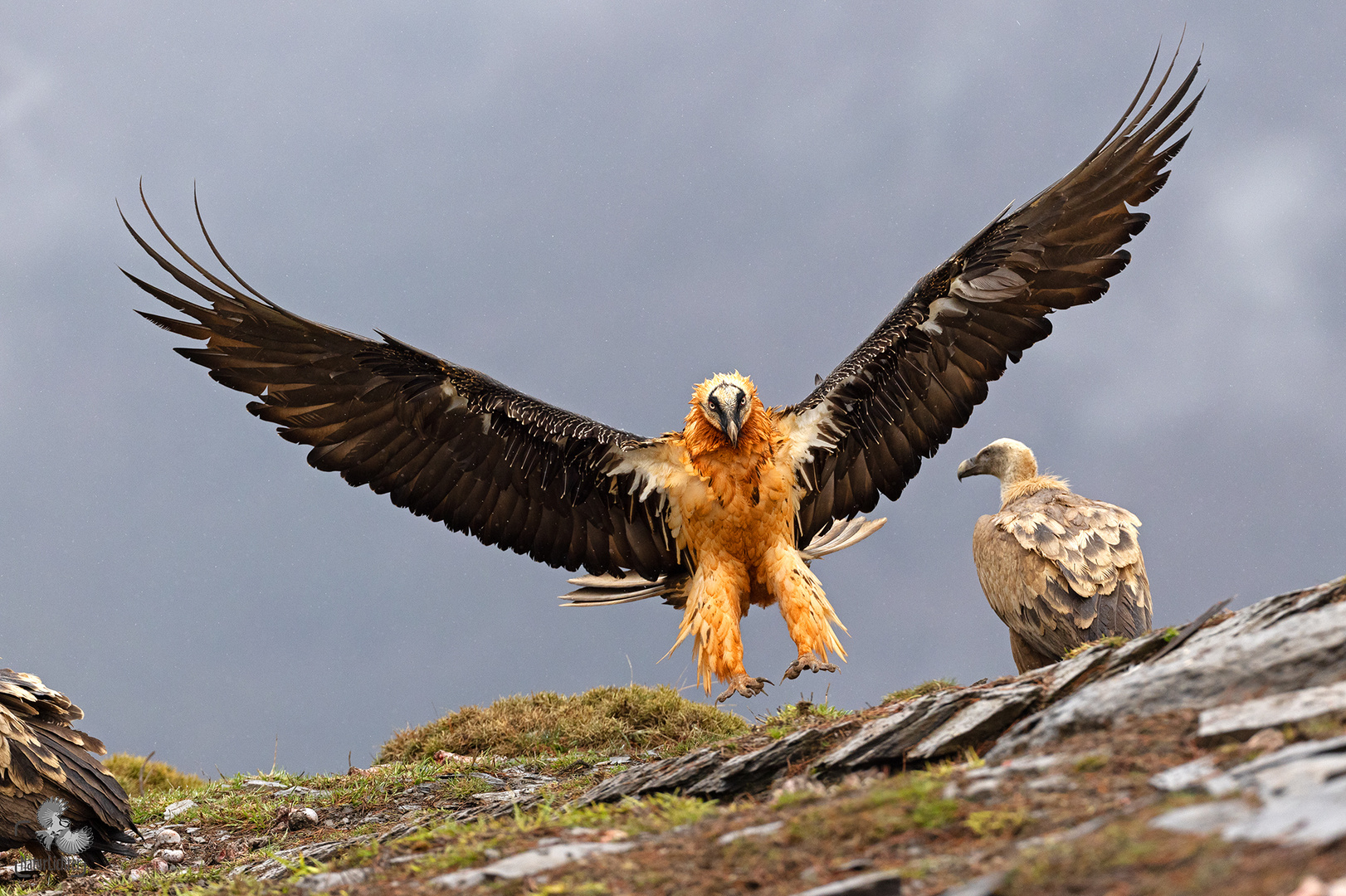 Bartgeier (Gypaetus barbatus)