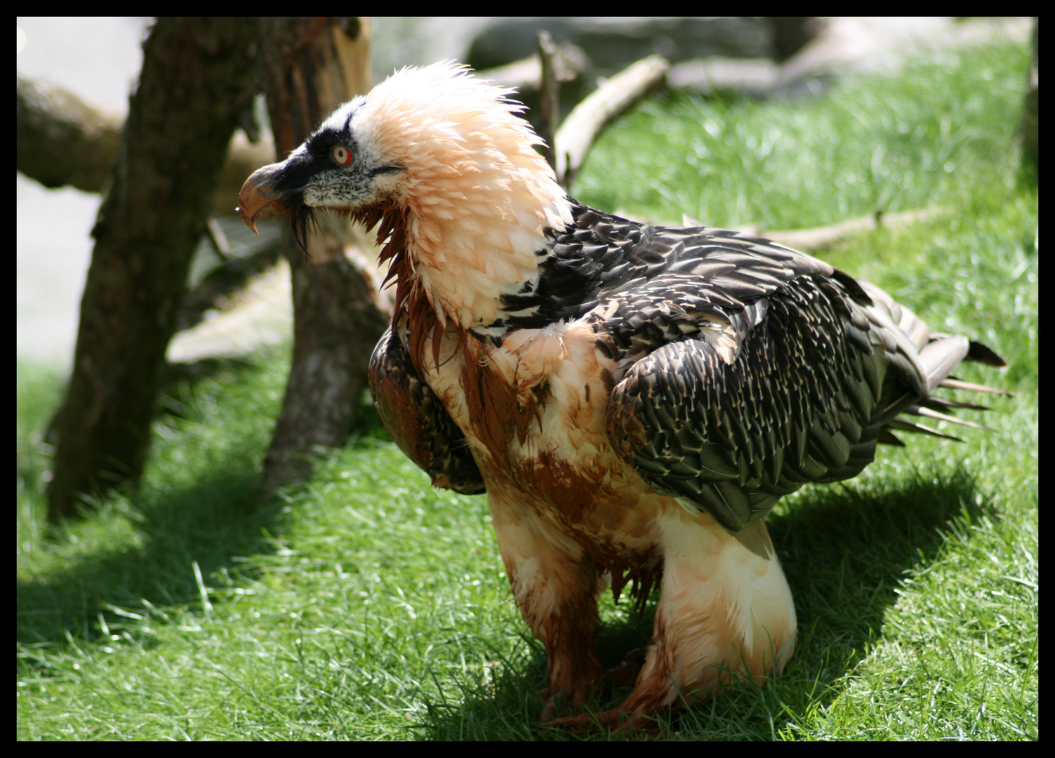 Bartgeier (Gypaetus barbatus)