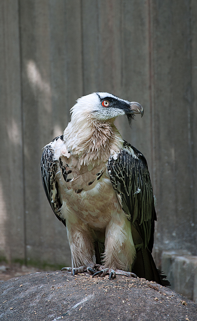 Bartgeier (Gypaetus barbatus)