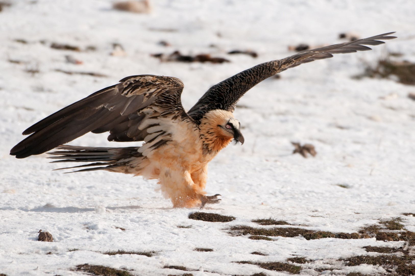 Bartgeier (Gypaetus barbatus)