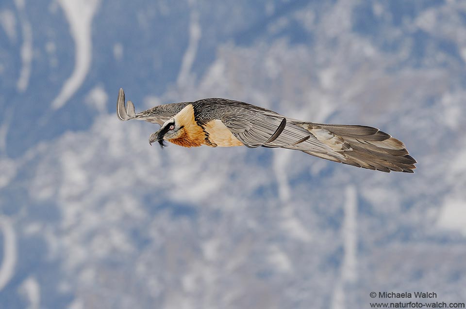 Bartgeier (Gypaetus barbatus), Bearded vulture