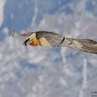 Bartgeier (Gypaetus barbatus), Bearded vulture