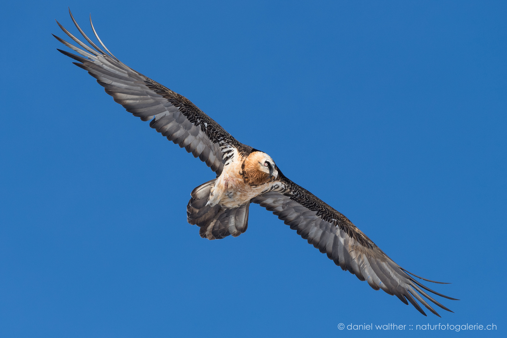 Bartgeier (Gypaetus barbatus); Gleitflug I