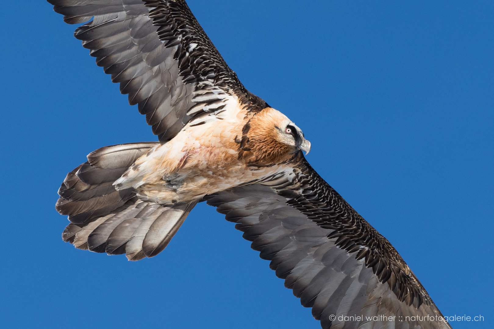 Bartgeier (Gypaetus barbatus); Gleitflug II