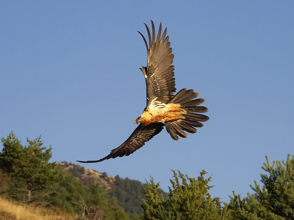 Bartgeier (Gypaetus barbatus) II