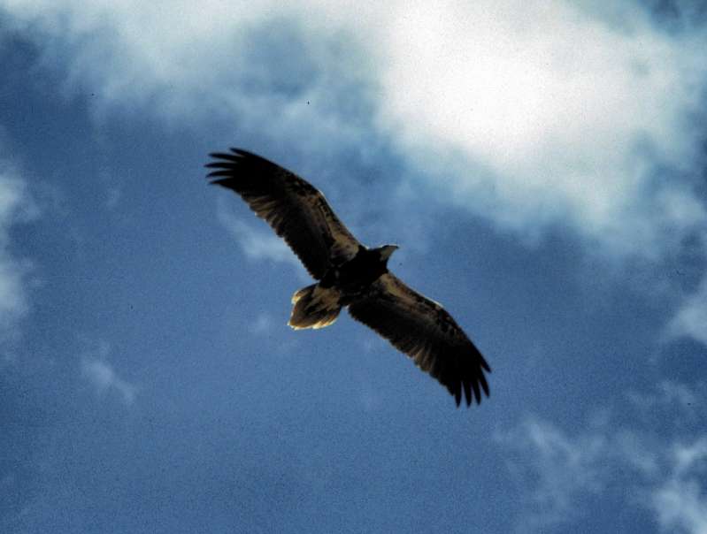 Bartgeier (Gypaetus barbatus) im Flug