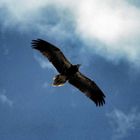 Bartgeier (Gypaetus barbatus) im Flug