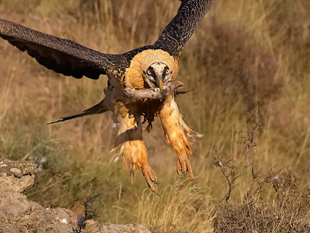 Bartgeier (Gypaetus barbatus) iV