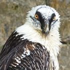 Bartgeier (Gypaetus barbatus) oder Lämmergeier  Gypaète barbu