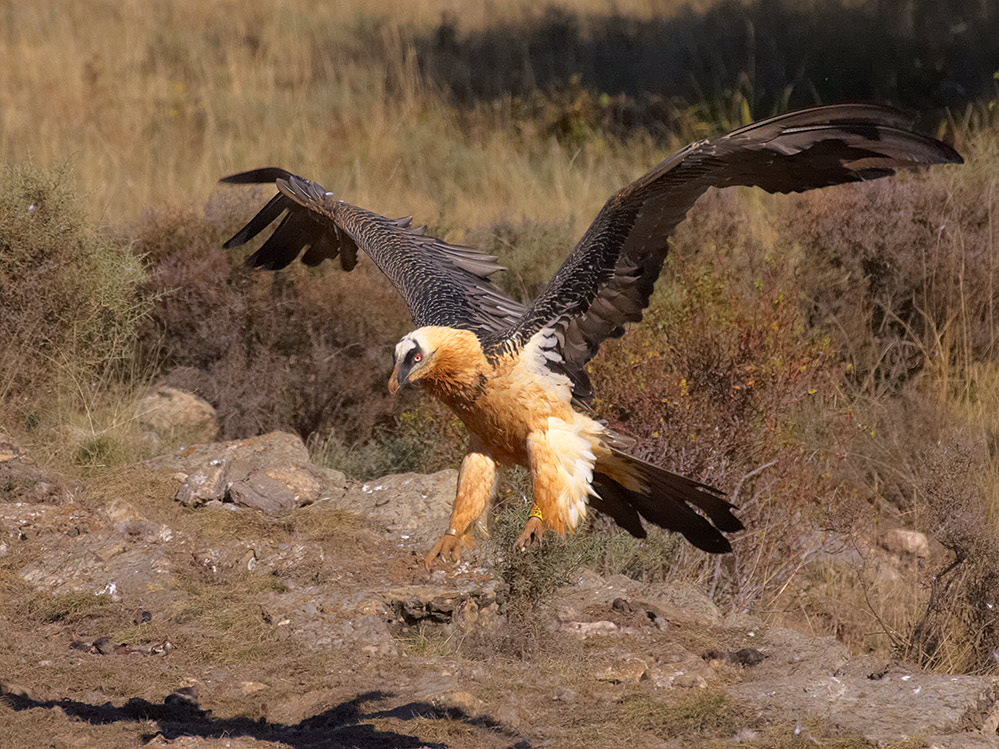 Bartgeier (Gypaetus barbatus) V