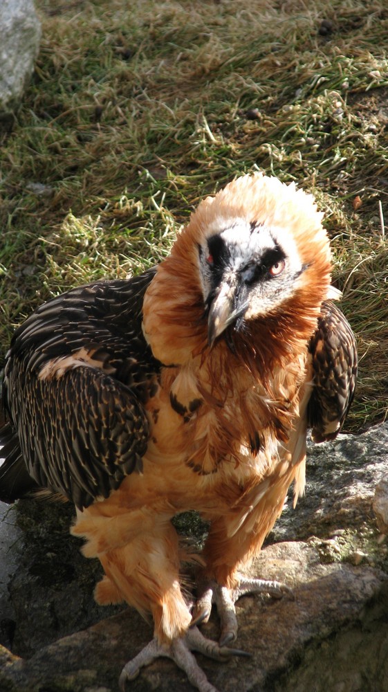 Bartgeier im Alpenzoo Innsbruck