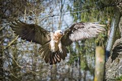 Bartgeier im Anflug