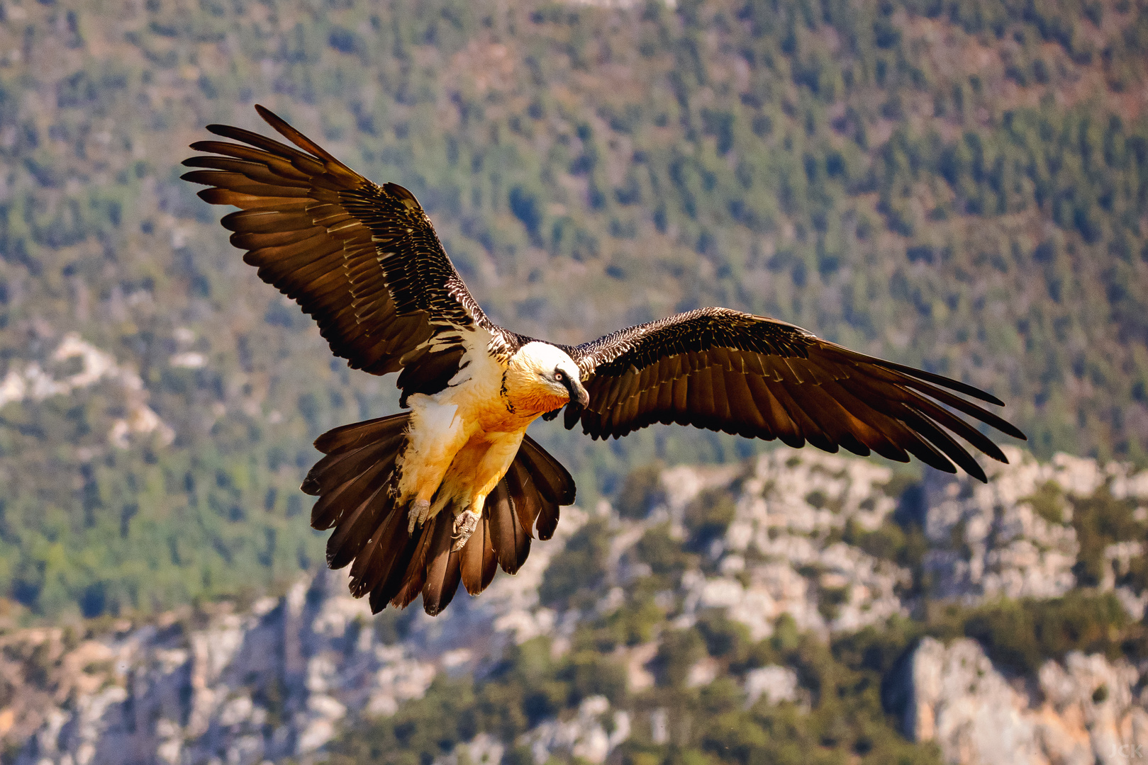 Bartgeier im Anflug